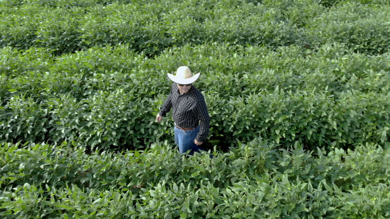 Agronomist inspecting soya bean crops growing in the farm field