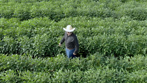 Agronom-Inspiziert-Sojabohnenkulturen,-Die-Auf-Dem-Feld-Wachsen