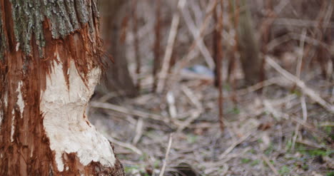 half cut tree trunk in forest