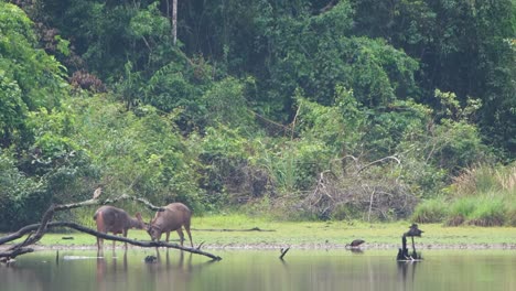 Ciervo-Sambar,-Rusa-Unicolor,-Tailandia