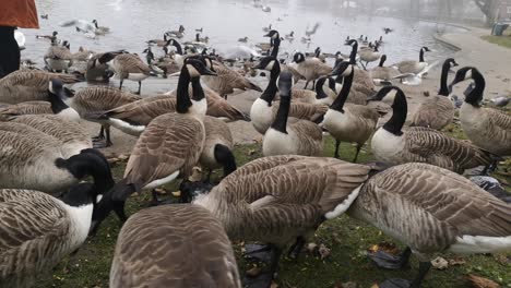 female surrounded by wild geese in misty autumn park feeding birds beside city park lake