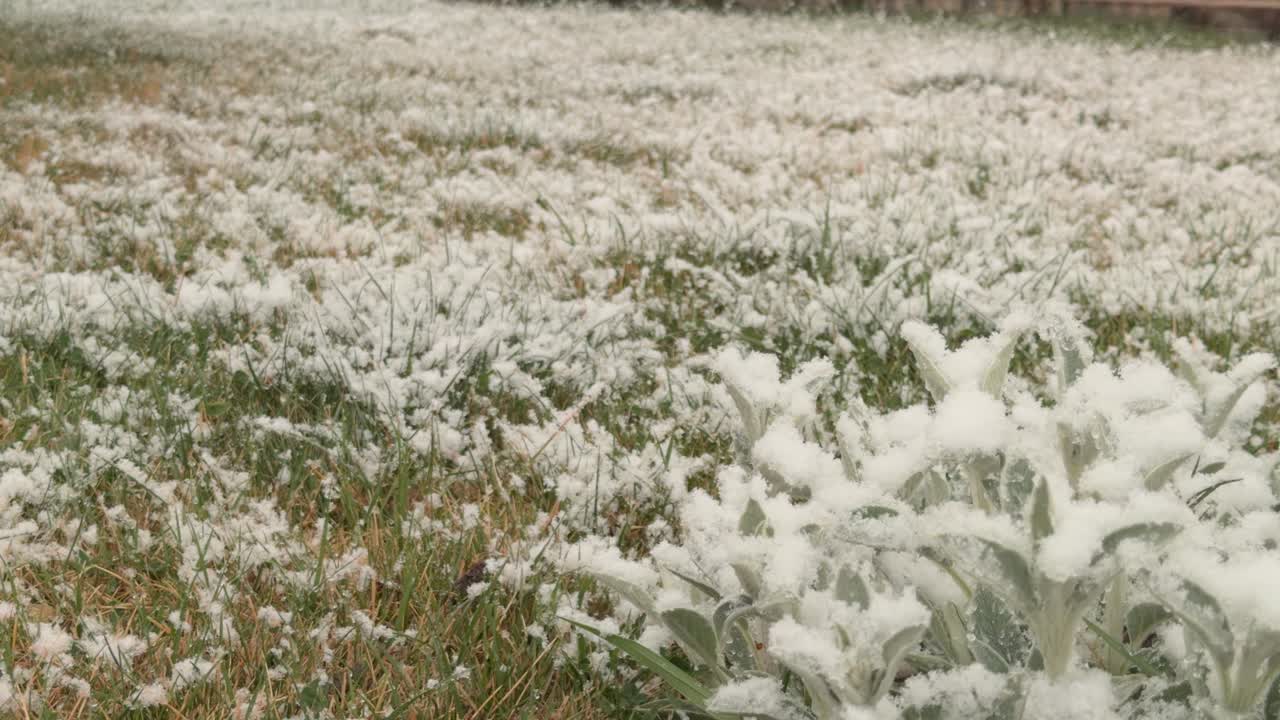 Inquadratura statica di neve che si accumula sull'erba e sulle piante basse.