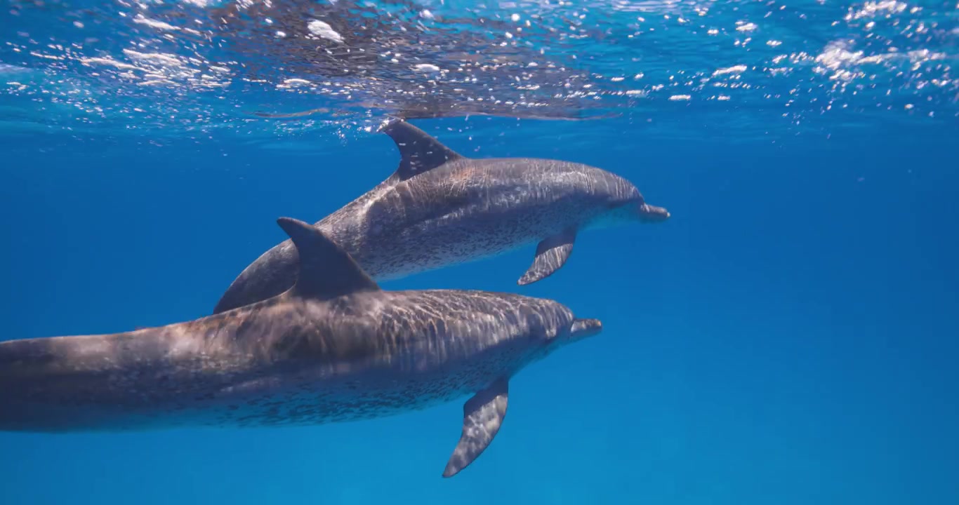 Graziosi delfini maculati atlantici scivolano insieme attraverso un'ampia vista subacquea blu nelle Bahamas