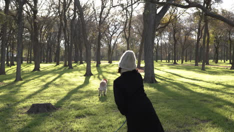 Woman-throwing-ball-for-golden-retriever-dog-on-cold-winter-morning-in-wooded-park-with-beautiful-sunlight