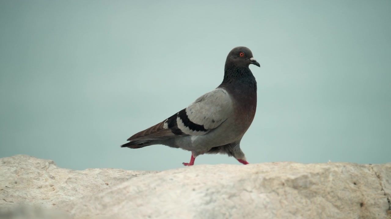 Piccione grigio in piedi su una roccia dalla superficie ruvida, con un cielo azzurro chiaro o acqua calma sullo sfondo sfocato.