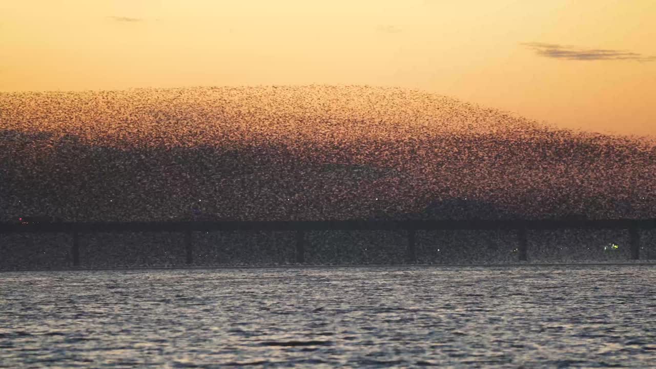 Birds migrating in South Korea during winter (3840x2160, 29.97fps) during sunset.