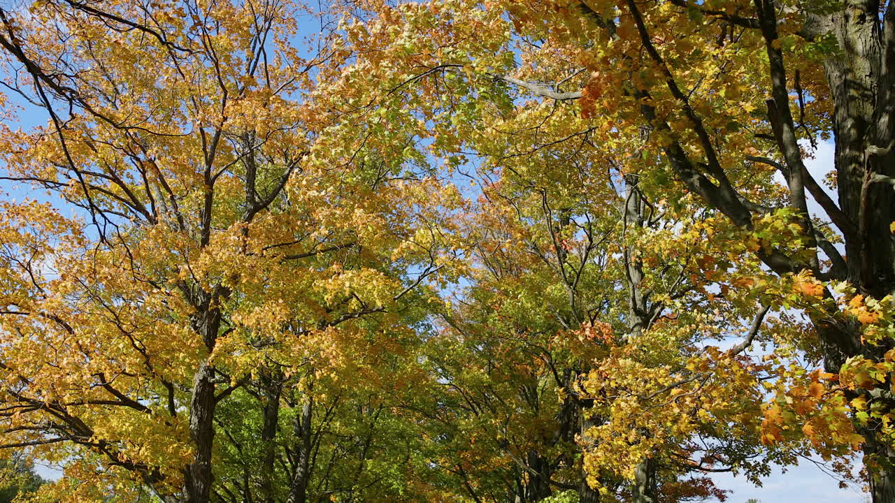 mirando las hojas de otoño que soplan en el viento en 4k