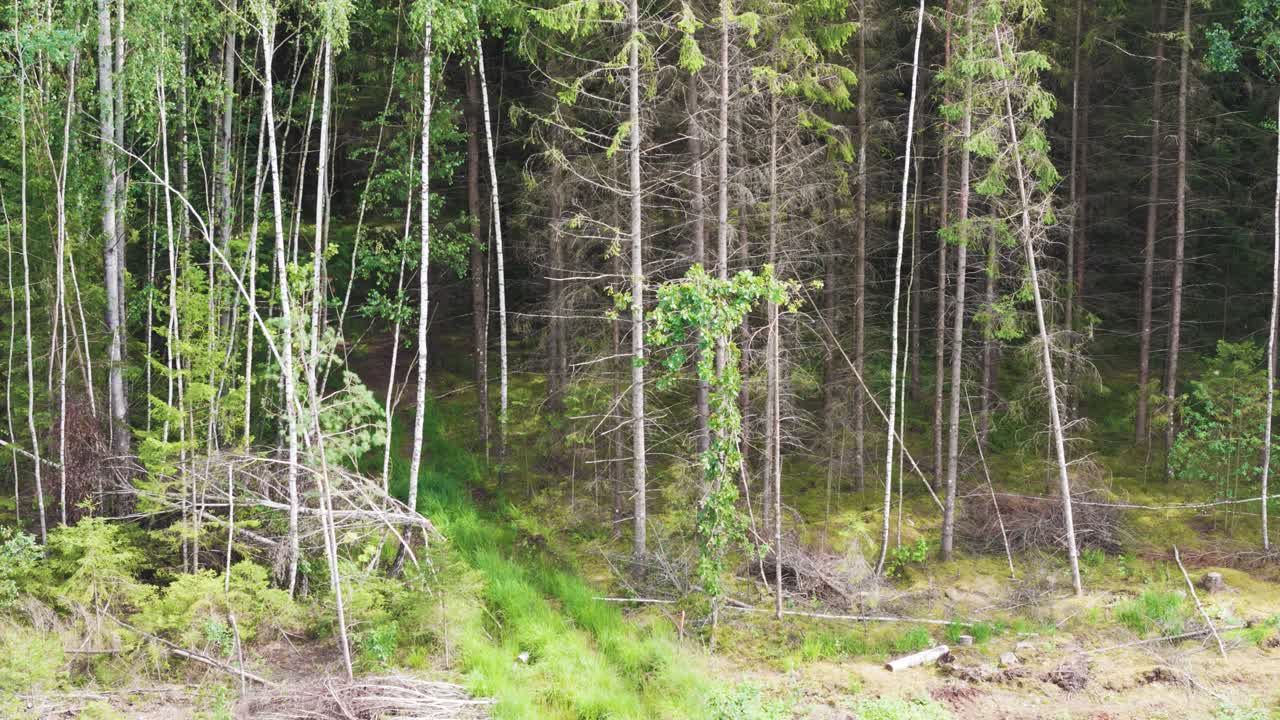 Natural forest of Lithuania, low angle aerial side view