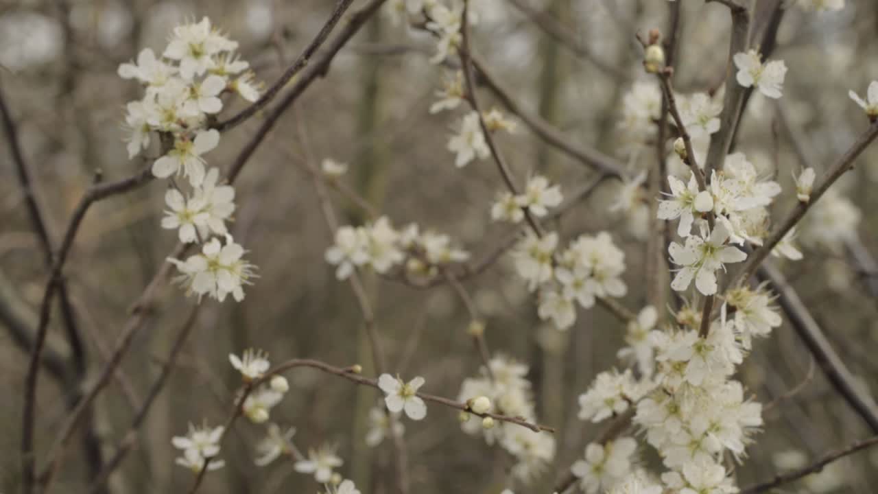 White cherry blossom flowers and branches in field wide shot