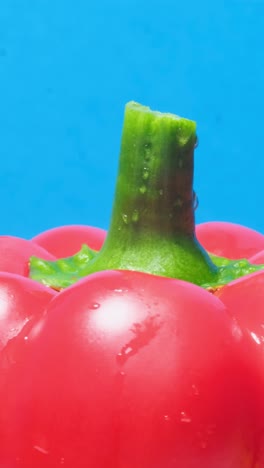 red paprika rotates on a blue background fresh vegetables red paprika rotates on a blue background fresh vegetables