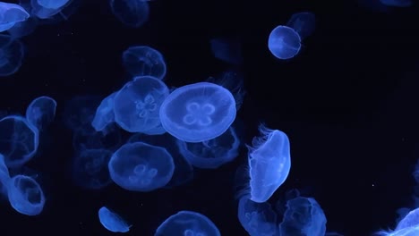 Medusas-Brillantes-Flotan-Con-Gracia-En-Aguas-Oscuras-Con-Una-Fascinante-Luz-Azul