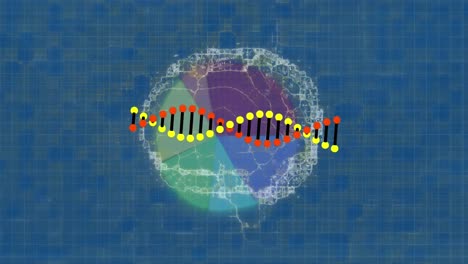 Animation-Eines-DNA-Strangs-über-Diagramm-Und-Digitalem-Gehirn