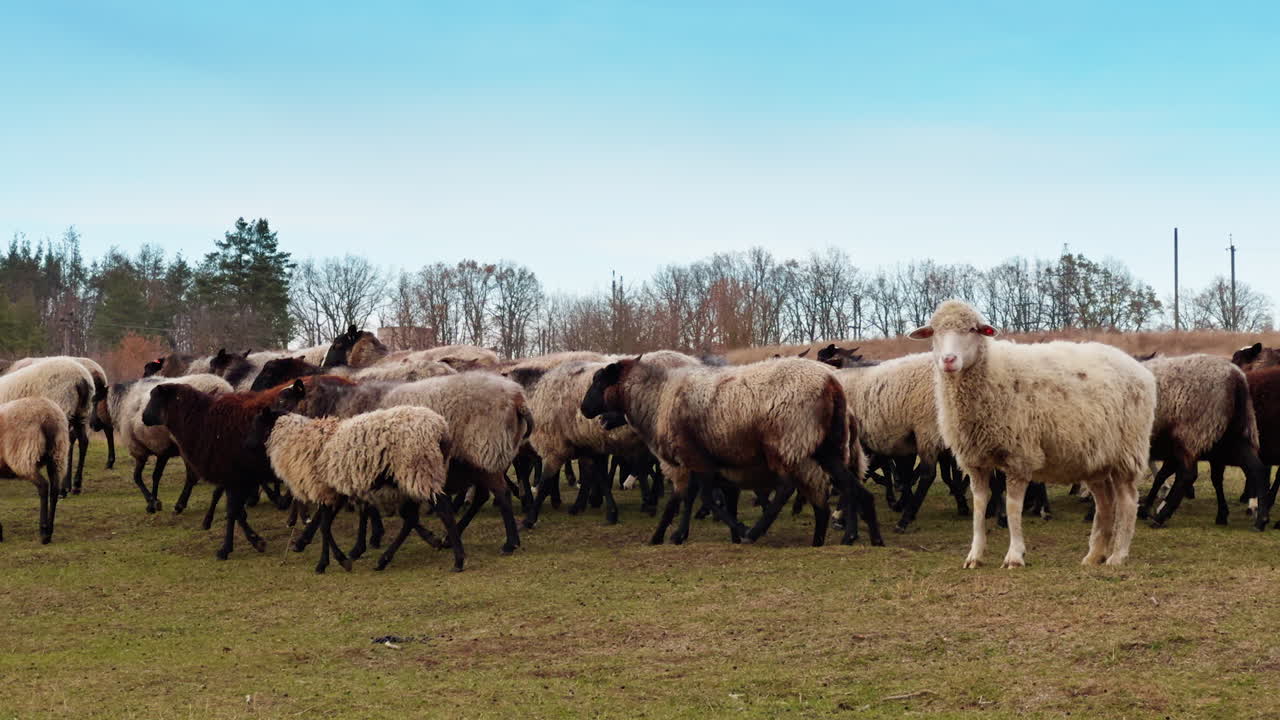 A big herd of white and brown sheep walking by the field. Autumn countryside at backdrop.
