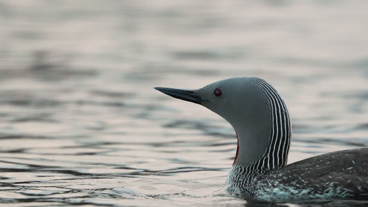 High detail closeup of two red-throated loon swimming
