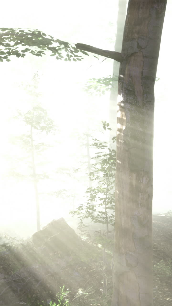 Emerging sunlight illuminates a serene forest landscape at dawn