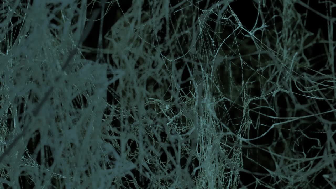 vuela a través de interminables telas de araña. espacio aterrador, horror, fondo de halloween. el video está en un bucle.