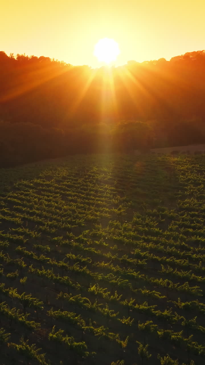 Rays of warm setting sun falling on the green rows of vine. Young vine growing on the agricultural field limited by trees. Yellow skies at backdrop. Vertical video