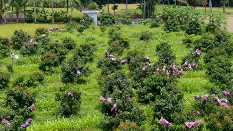 frutas longan maduran en árboles en redes protectoras en antena de plantación de indonesia