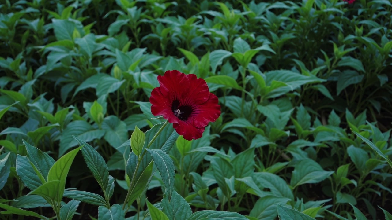 Un unico fiore rosso vivace che sboccia in un rigoglioso giardino verde