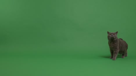 british shorthair cat walking on a green screen