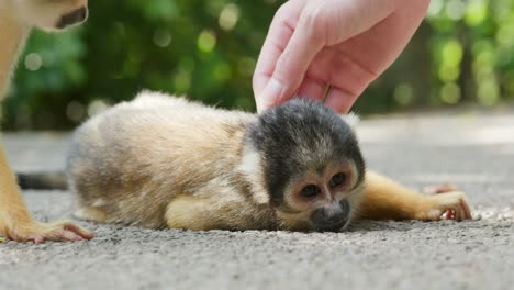 squirrel monkey lying on the ground