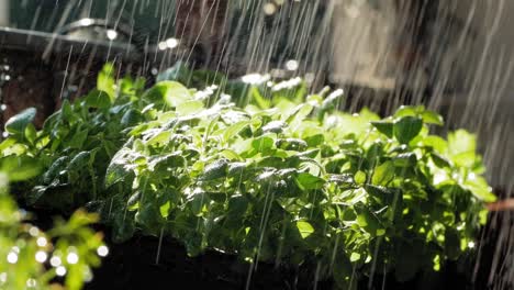 close up of rain falling on oregano plant in garden, lit by sun from behind