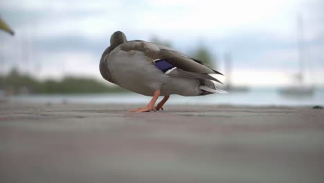 Enten-Essen-Auf-Der-Promenade