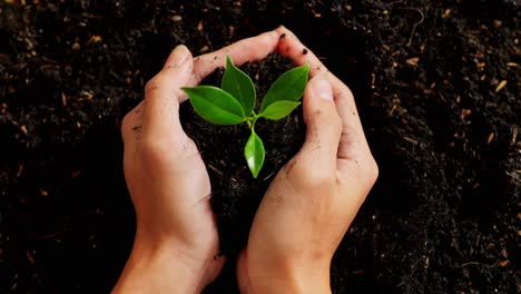 close up of farmer's hands cropping  black dirt mud with a tree sprout in the garden