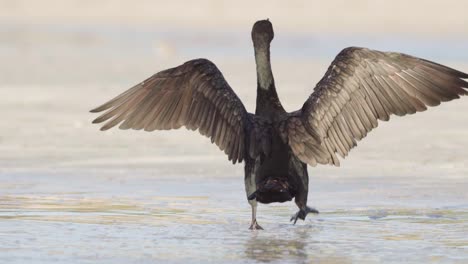 cormorant bird spreading wings and walking away on sandy beach shore in slow motion