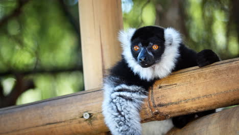 Nahaufnahme-Des-Porträts-Von-Wild-Gestreiften-Weißen-Schwarzen-Lemur-Affen,-Die-In-Die-Kamera-Auf-Die-Baumspitze-Schauen