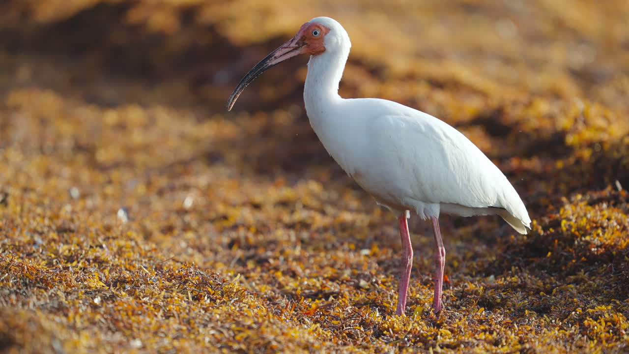 White Ibis Feeding on Worms in Seaweed 3