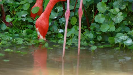 flamingo interacting with water and surroundings