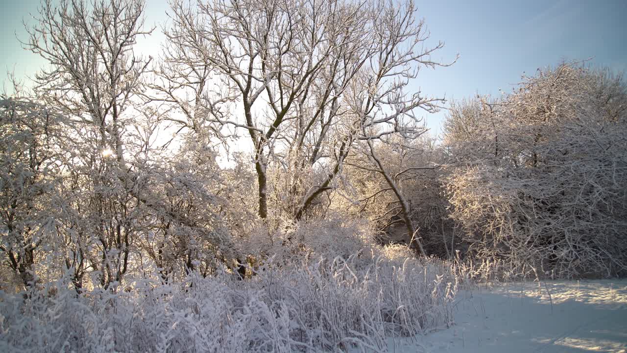 sol vertiéndose a través de árboles nevados de invierno