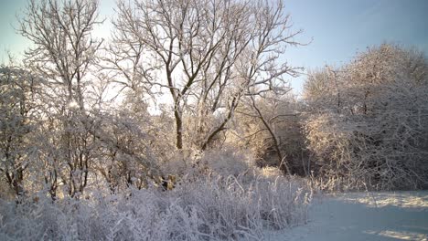 sunshine pouring through snowy winter trees