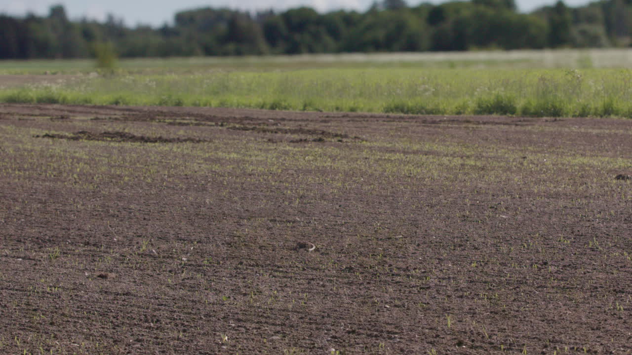 pan de timelapse de 2 meses de cultivos alimentarios que crecen de un campo arado