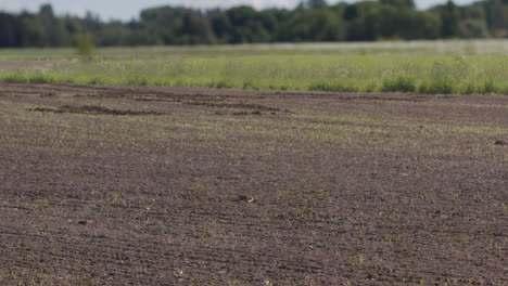 2 month timelapse pan of food crops growing from a plowed field