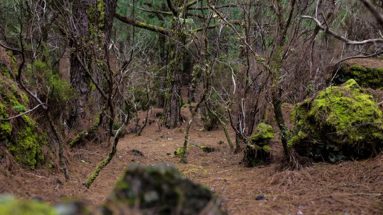 Timelapse of pine forest floor on La Palma Island, near El Pilar