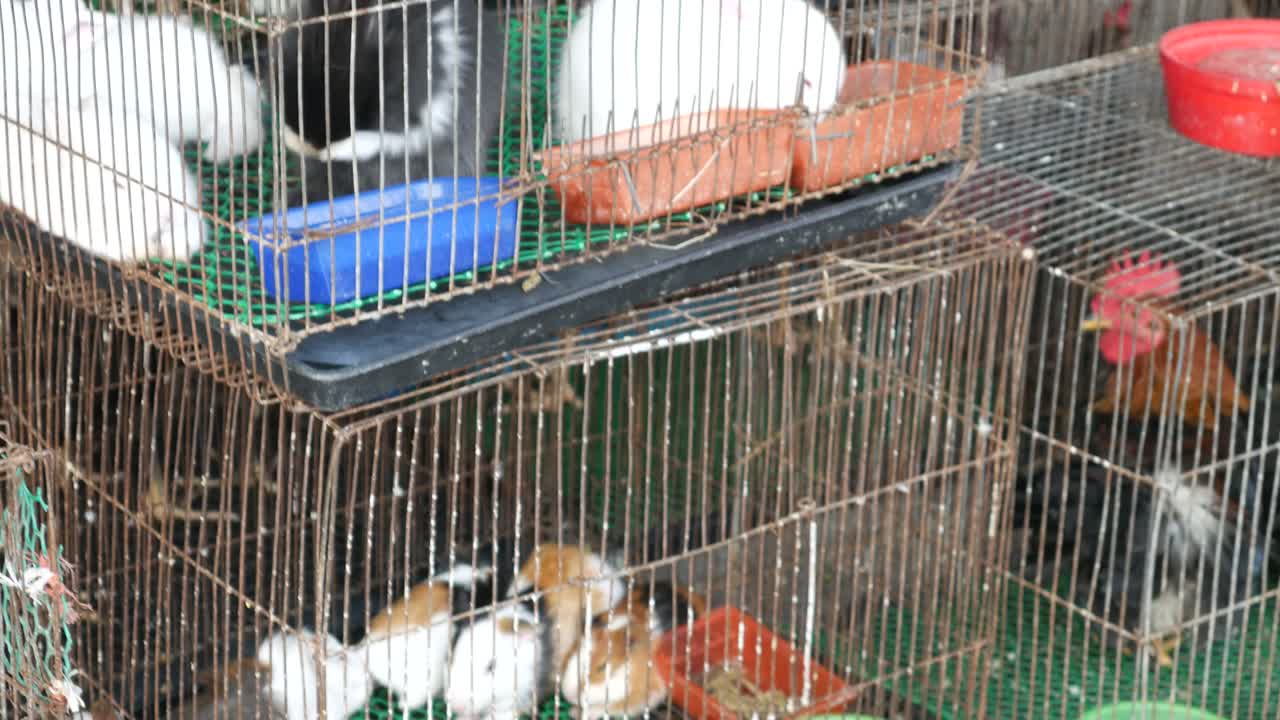 la tienda de animales