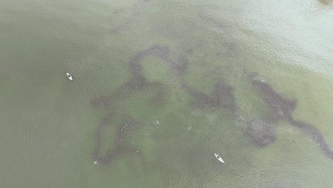 large school of pink salmon in a shallow beach in pacific ocean in british columbia, canada.