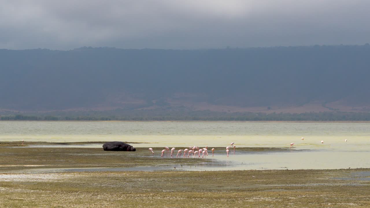 왼쪽, 탄자니아 아프리카, 광각 샷 휴식 하마와 ngorongoro 분화구 호수에서 얕은 바다에서 작은 플라밍고 그룹