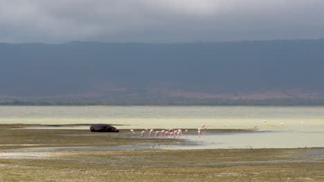 lesser flamingos group in shallow waters at ngorongoro crater lake with hippopotamus resting left, tanzania africa, wide angle shot