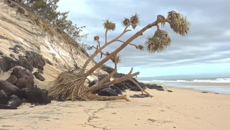 a palm tree leaning over at the base of a sand dune on the beach after storm