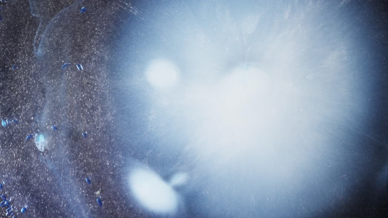 Exploding burst of white and blue alcoholic ink in mesmerizing abstract macro view
