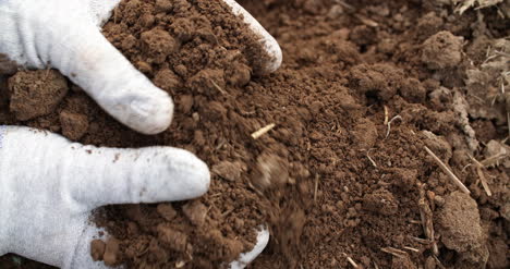 farmer examining soil in hands agriculture 1