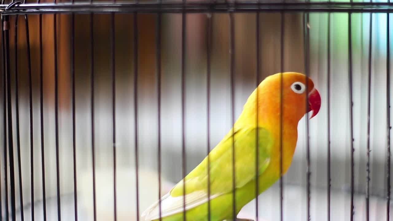 검은 날개를 가진 러브버드 또는 케이지에 있는 아비시니아 러브버드