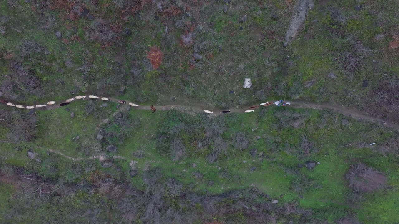 Drone view of tranquil sheep herd led by shepherd in Albanian hills