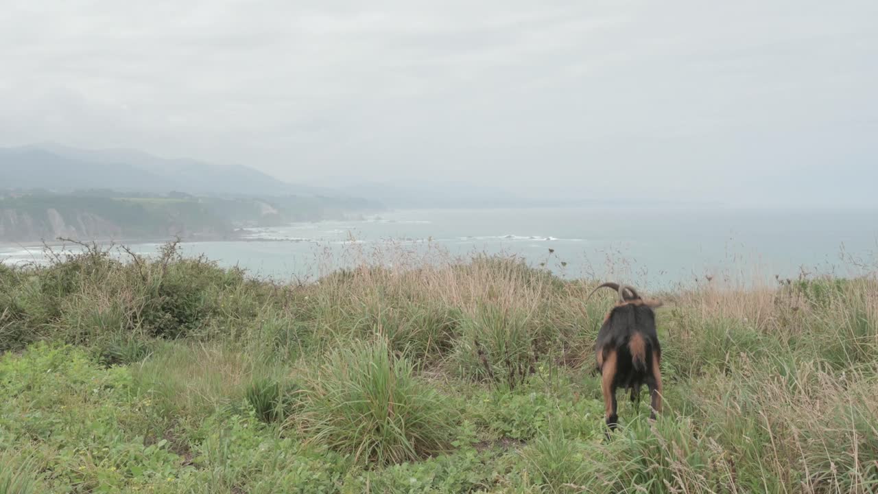 коричневая и черная коза с большими рогами пасутся в зеленой местности перед некоторыми скалами в астурии в облачный день