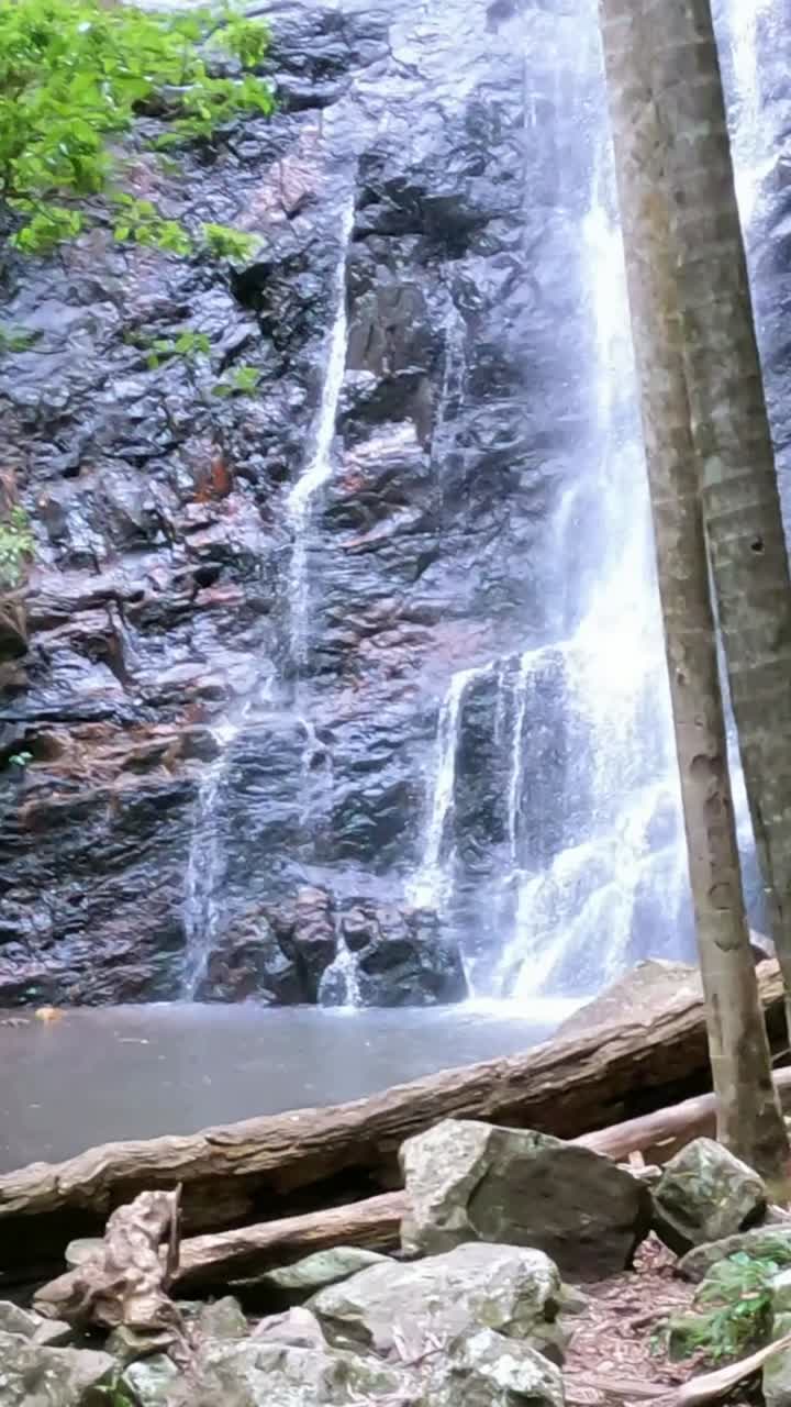 una exploración escénica de una cascada forestal en cascada