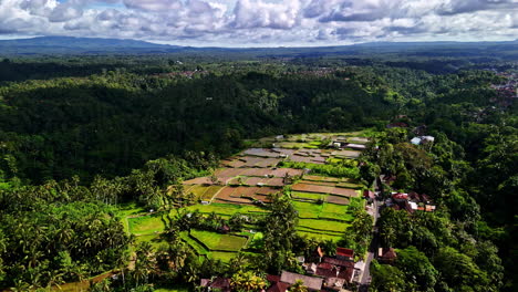 lush terraced rice paddies weave through vibrant green trees in scenic ubud, bali