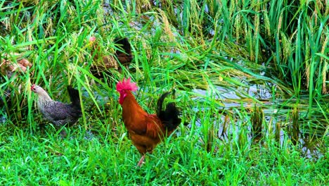 domesticated chicken feeds on the flooded rice fields